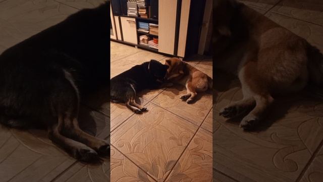 Наши Сибочки