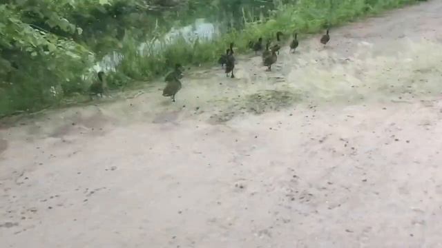 Утки 🦆 завирусились в Дубне ! Динозаврики