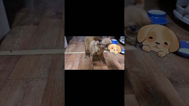наша мини той терьер