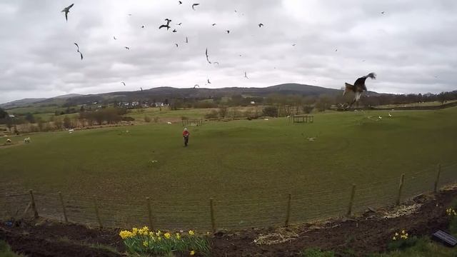 Red Kite feeding station - Belly Mackhill Farm