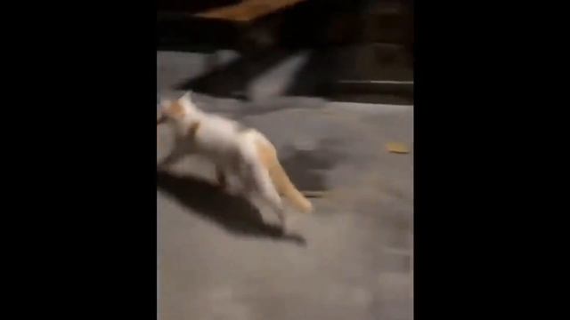 видео про самых смешных животных