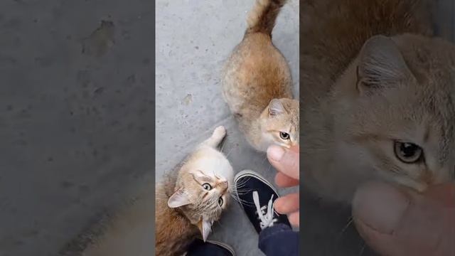 Коты из леса