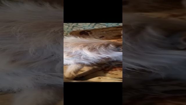 кот с усами и собака