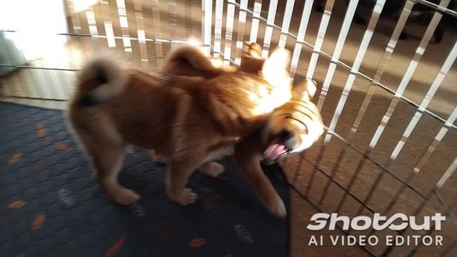 1000032474.mp4