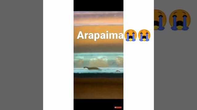 fishing freaks arapaima died😭😭😭💔💔💔