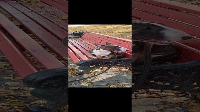 _VID_20241012_112938