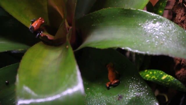 Oophaga Pumilio "San Cristobal" Calling