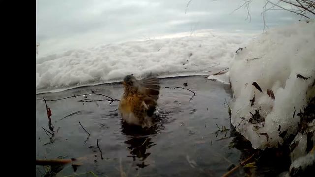 дрозд рябинник купается зимой