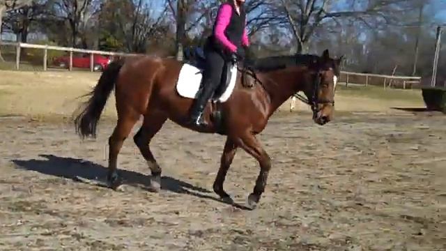 Randi Thompson.Riders Test.Is your horse saying, "Yes, no or maybe?" Walk Trot