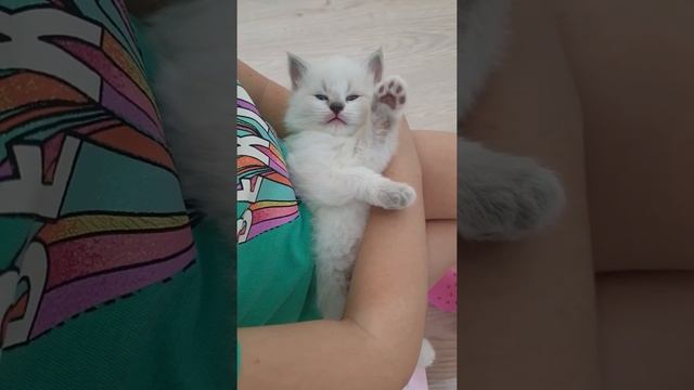 Котенок зовёт маму, но потом успокаивается