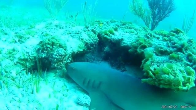 nurse shark акула нянька