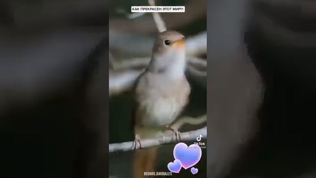 КАК ПРЕКРАСЕН ЭТОТ МИР ПЕНЬЕ ПТИЦ!