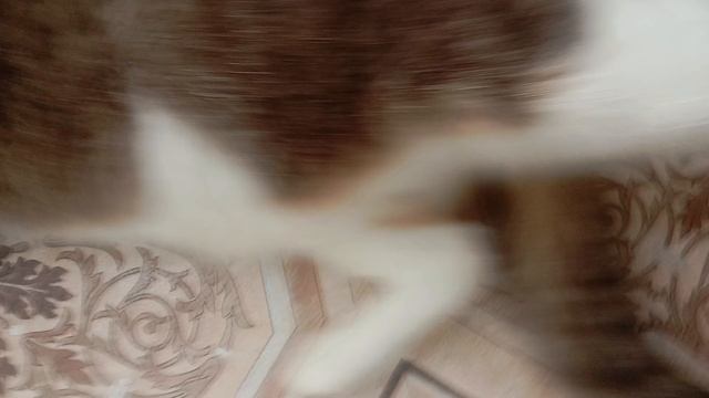 1000011605.mp4