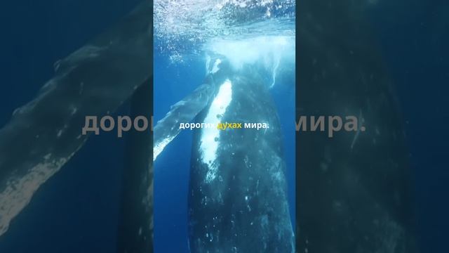 Кусок амбры ценой миллионы долларов