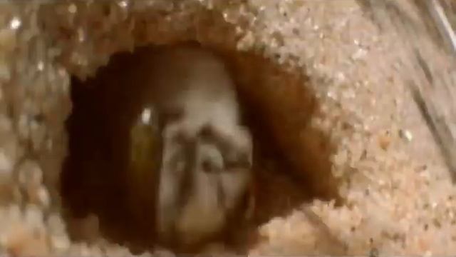 The Blister Beetle