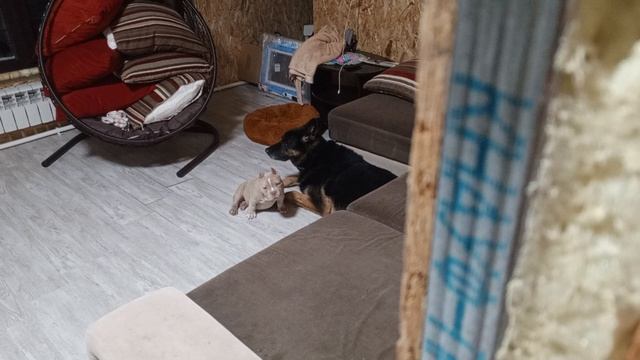 Наша Пеппи (Бублик) 3 месяца