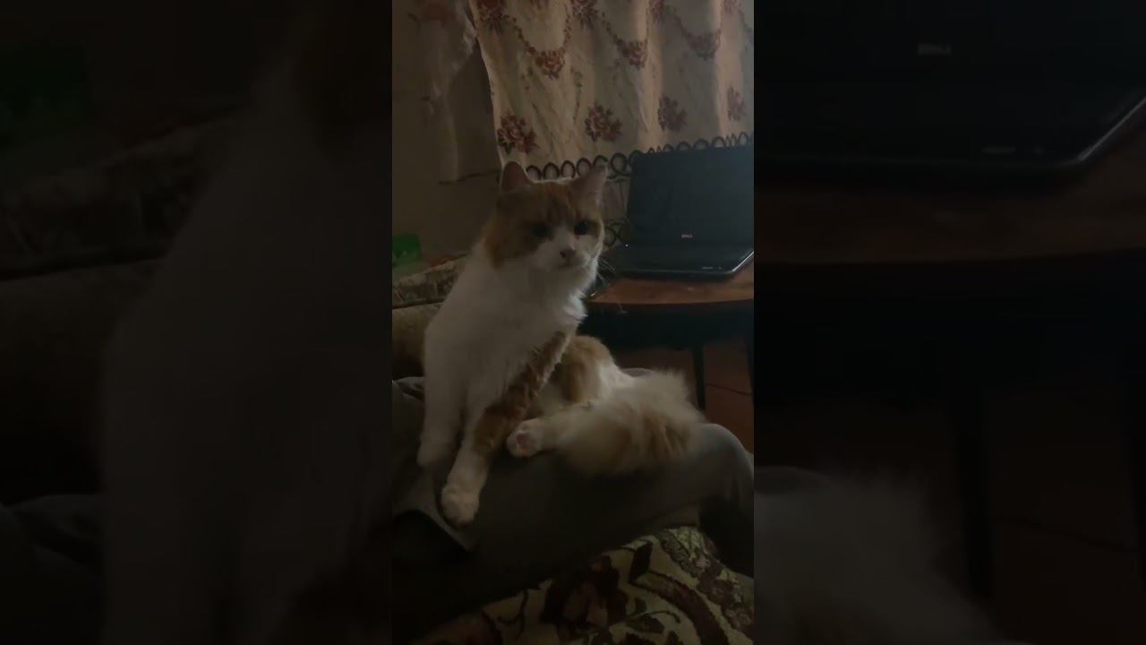 Кот Тихон и привидение  #кот #котики #приколы #смех
