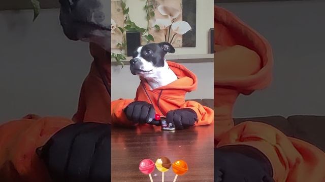 Не открывается коробка с конфетами 🍬 #стаффи #конфета #сладкоежка #карамелька #смешное #собака
