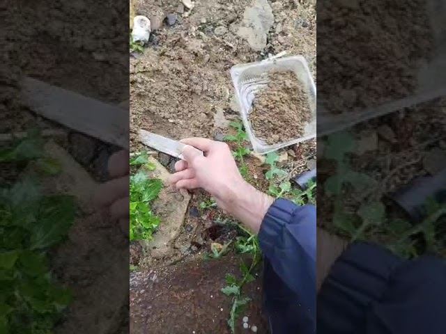 Набираю песок чтобы кошка смогла сходить в туалет. 5 продолжение внизу по стрелке