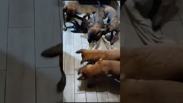 Озорные щенки