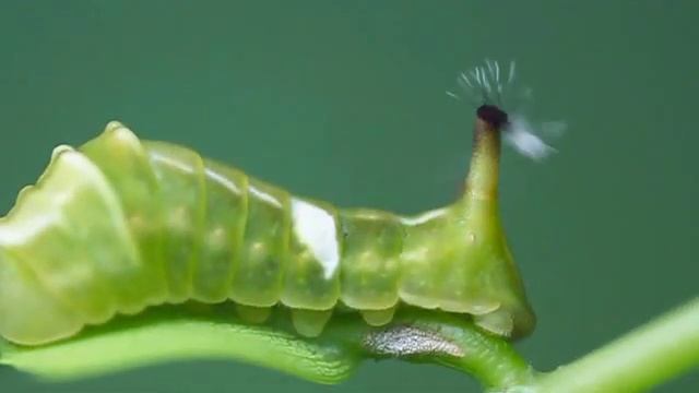 Eversion of the tentacular organ of a Sumatran Sunbeam caterpillar