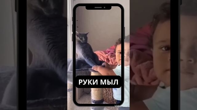 Руки мыл? Приколы с животными! #приколы #смех #animals #животные #коты #cat #мем  #смешныекошки #то