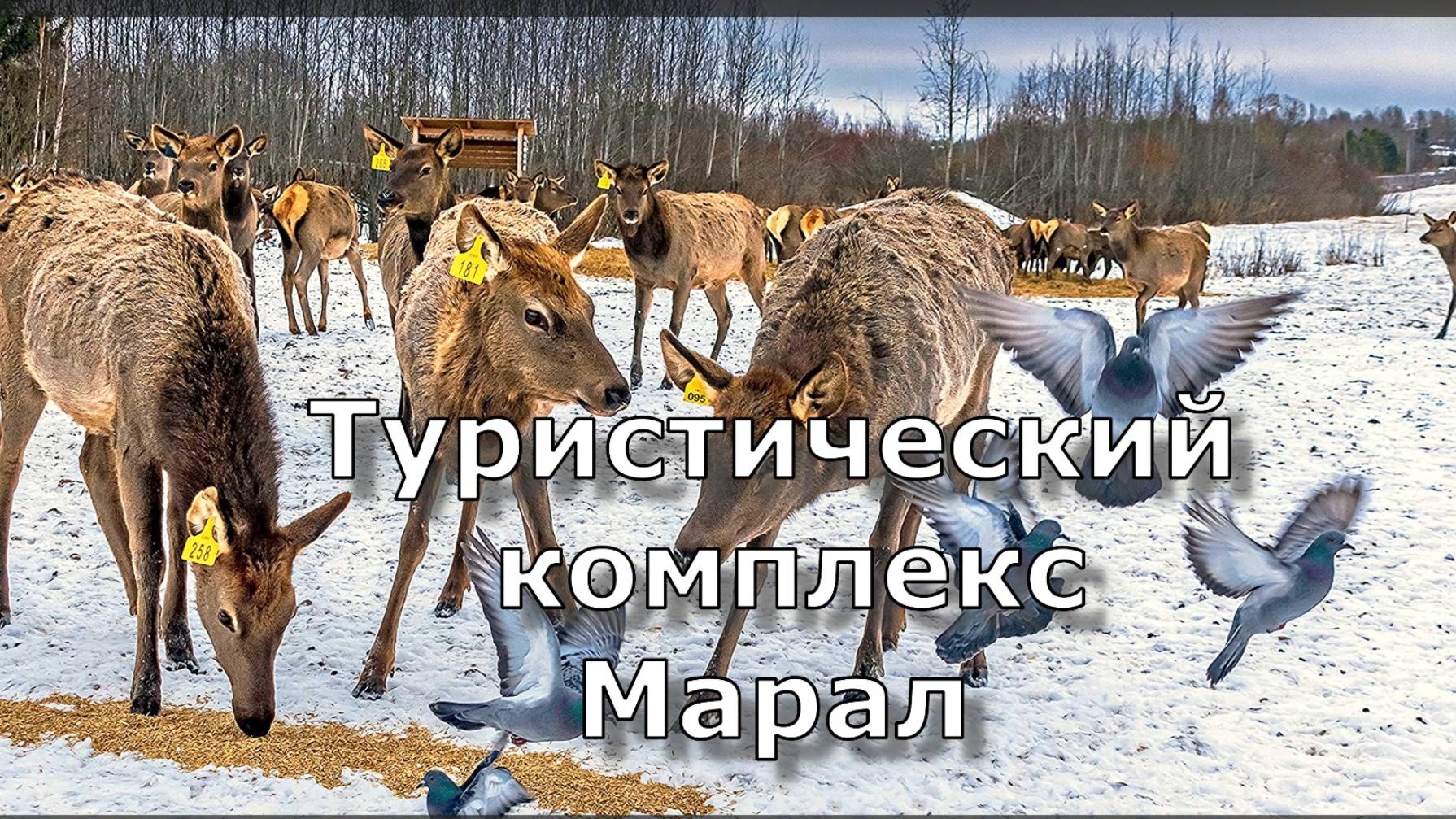 Туристический комплекс Марал. Нагорск Вятка.