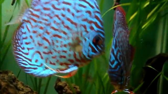 leopard discus