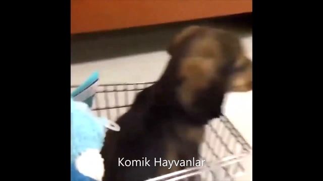 Komik Hayvanlar 2 Funny Animals حيوانات مضحكة lustige Tiere забавные животные animaux drôles