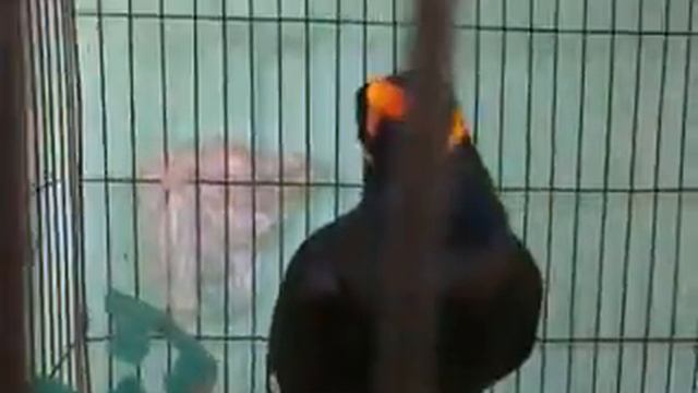 Bird is in the cage and can copy the different sounds in Cambodia