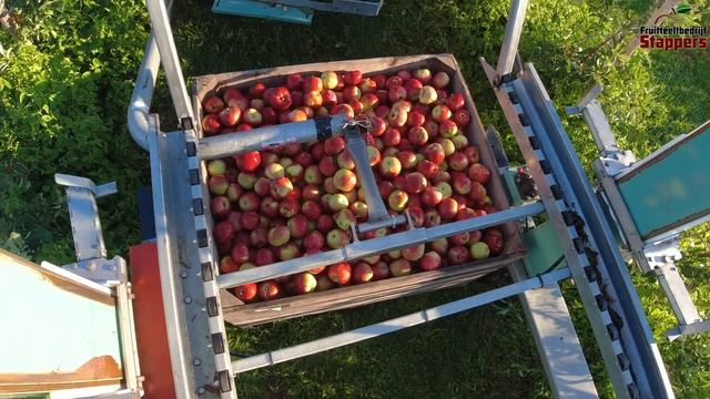 The Delicious Freya apple is to be harvested 2022