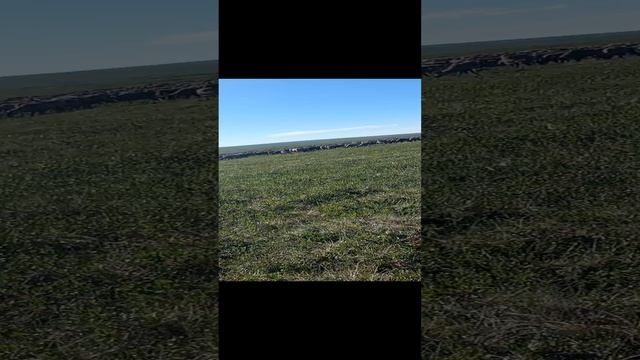 Сезон 15 серия 54 Стадо