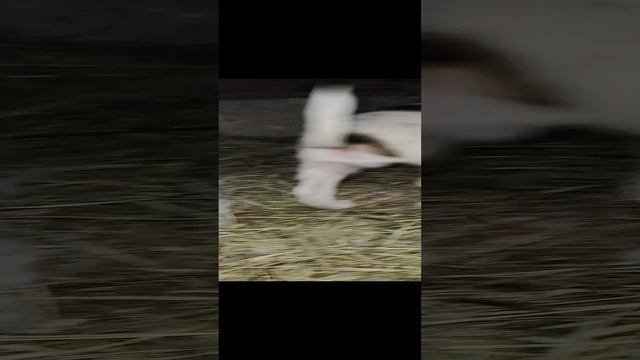Три братика ищут дом