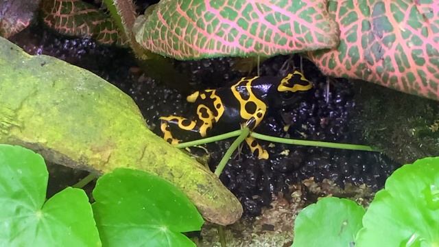 キオビヤドクガエル　Yellow-banded poison dart frog　Dendrobates leucomelas