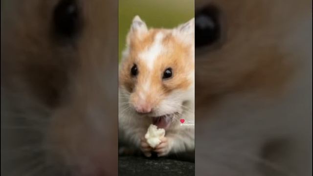 познавательное видео о хомяках 🐹