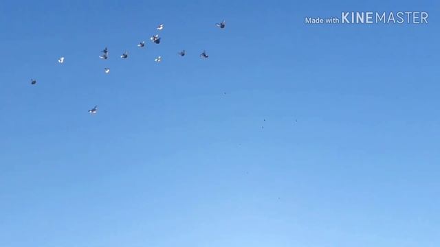 Стойкий полёт