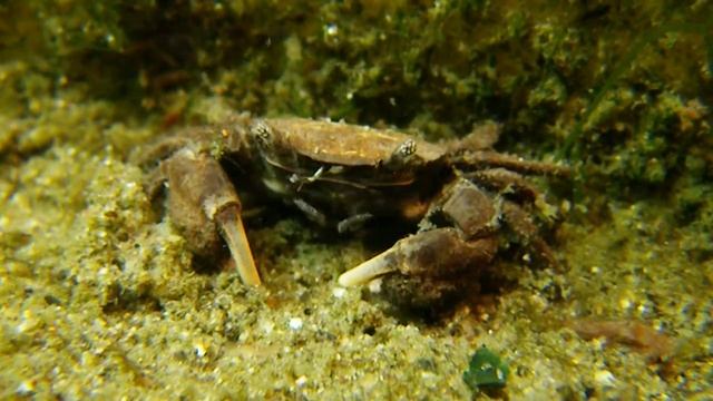 藤前干潟水族館～Fujimae-higata Aquarium～　カキと暮らすヒメケフサイソガニ