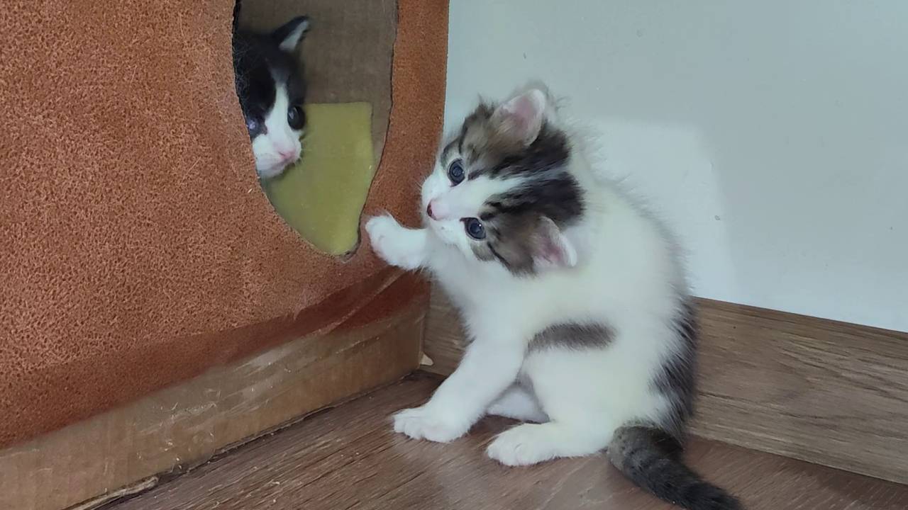 Мама-кошка, иди к нам, в наш новый дом. Котята.