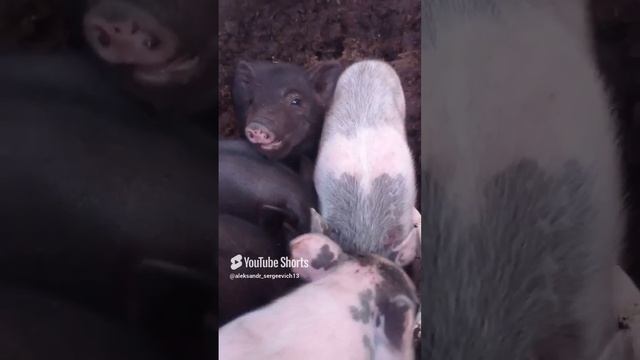 Поросята как игрушечные