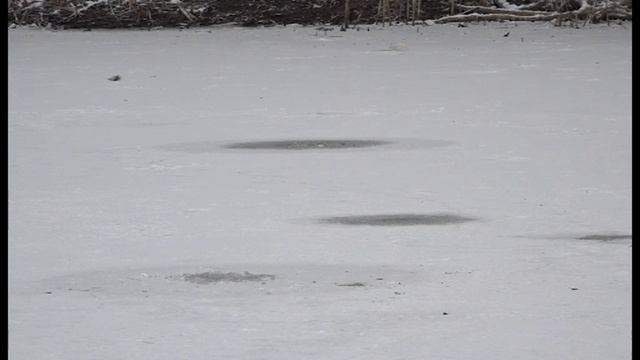 Выходить на лёд зареченских прудов опасно