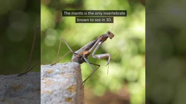 Lifeform of the Week: Praying Mantis