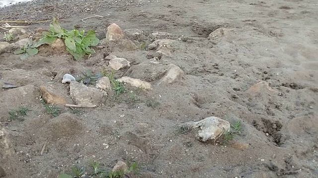 чайки попрошайки