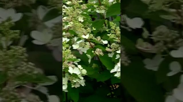 В пышных локонах гортензий. Дмитрий Шлапак