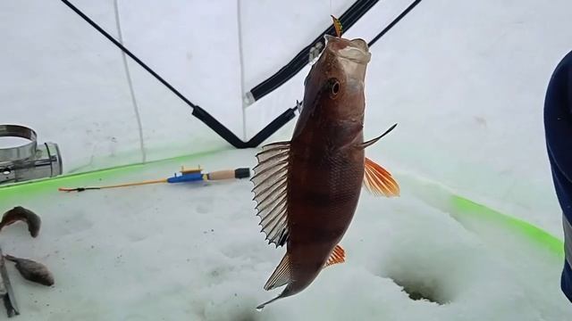 Нормальный и 👍хороший окунь👉