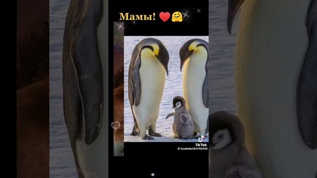 Милое видео