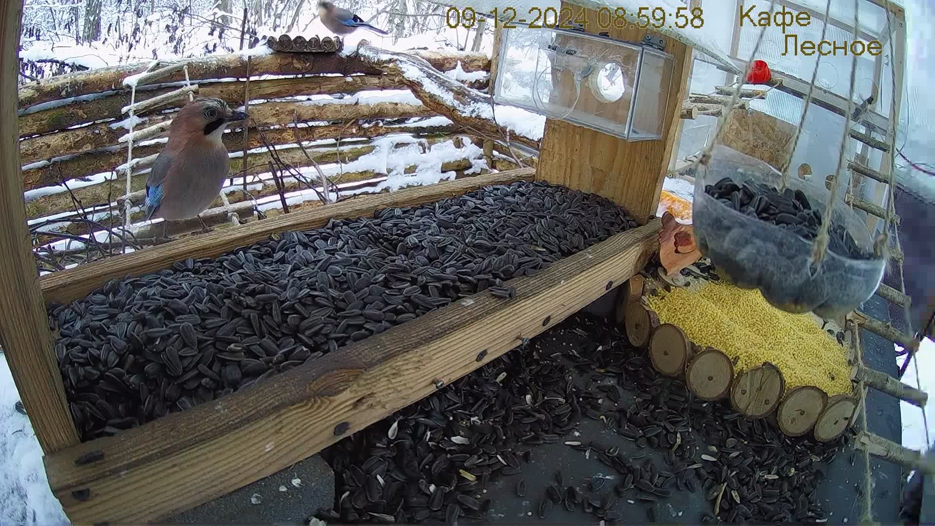 Кормушка в лесу онлайн "Кафе Лесное" #Relaxing #Природа #ЗвукиЛеса #ЗимнийЛес #Погода
