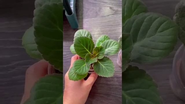 Выращивание глоксинии из листа