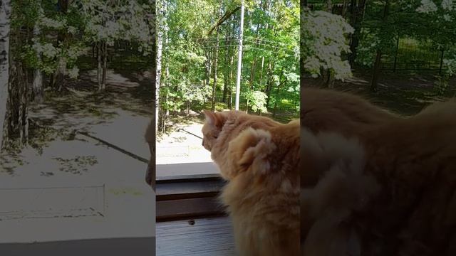 До чего же умный кот #cat #cute #catlover #котик #подпишись #этизабавныеживотные
