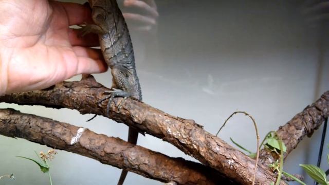 Cyclura lewisi cross.