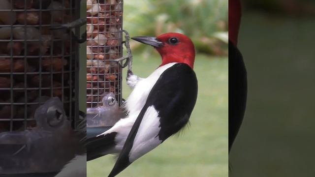 Red-headed Woodpecker on Peanut Feeder